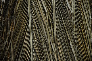 Photographer Ramanathan Parilojithan