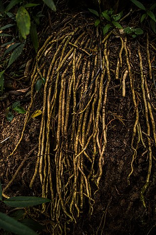 Photographer Ramanathan Parilojithan