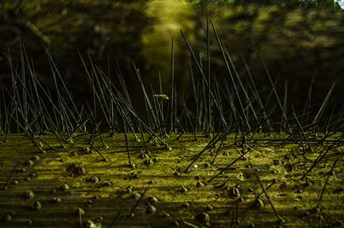 Fotograf Ramanathan Parilojithan
