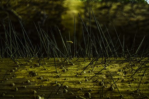 Photographer Ramanathan Parilojithan