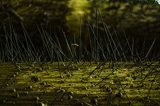 Photographer Ramanathan Parilojithan