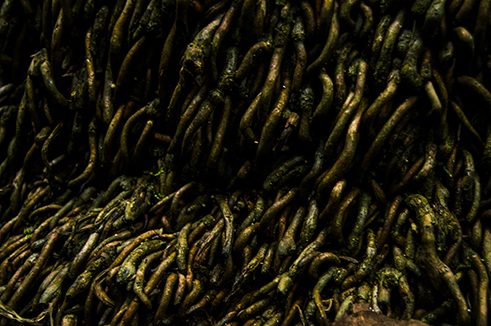 Photographer Ramanathan Parilojithan