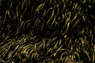 Photographer Ramanathan Parilojithan