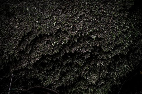 Photographer Ramanathan Parilojithan