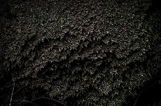 Photographer Ramanathan Parilojithan