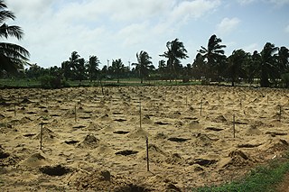 Photographer Sandranathan Rubatheesan