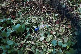 Fotograf Tashiya de Mel