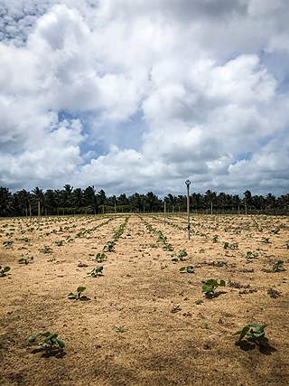 Fotograf Tashiya de Mel