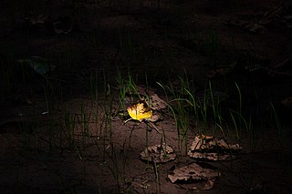 Fotograf Tashiya de Mel