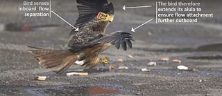 Still from Bio-inspired sensing for Micro Air Vehicles video