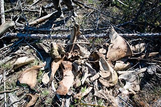 Die Mammutjäger interessieren sich nur für das Elfenbein, die übrigen Knochen lassen sie einfach liegen.