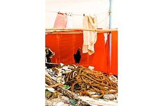 Hühner: Chimbai und seine tierischen Bewohner