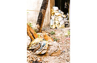 Chimbai und seine tierischen Bewohner