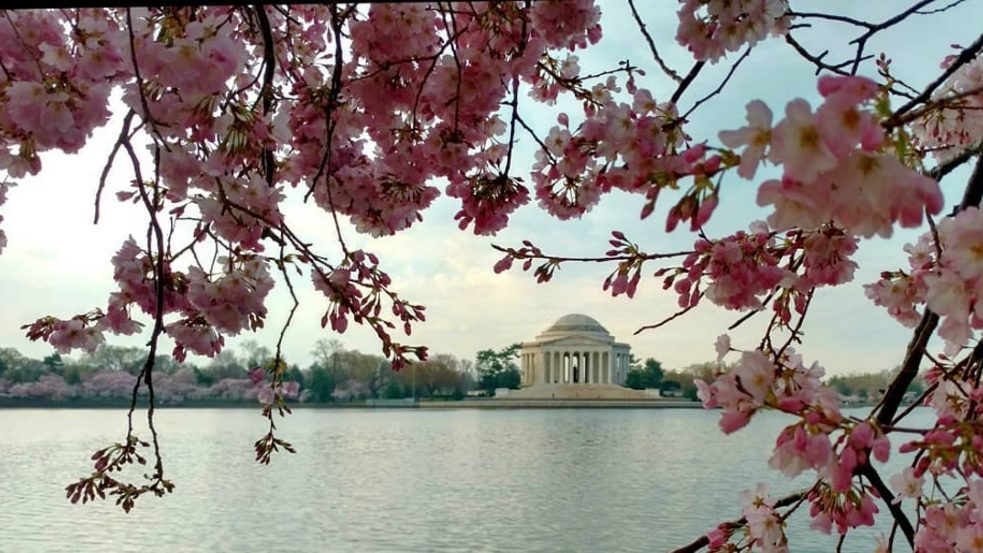 Die Fahrt zum Goethe-Institut Washington führt am Jefferson Memorial vorbei. 