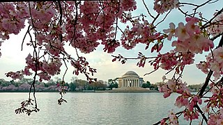 Die Fahrt zum Goethe-Institut Washington führt am Jefferson Memorial vorbei. 