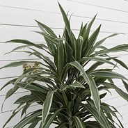 Nichts vergeht (nur das, was vorbeigeht) 