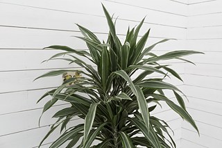 Nichts vergeht (nur das, was vorbeigeht) 