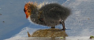 Nokikanauntuvikko Staffelseellä