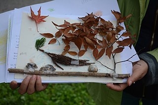 在崇明岛森林中制作的树叶拼贴画 © © 王瑜蔚 在崇明岛森林中制作的树叶拼贴画