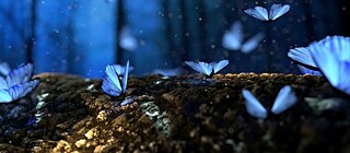butterfly_ohnePiltze