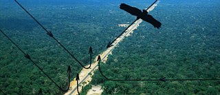 Rodovia Transamazônica, da série Brazilian Birds, in Brazil Today, Ediçāo de Autor, Sāo Paulo, 1977. impressāo digital, 2018 dimensões variáveis