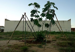Ricinus Communis, 2016-2018. Registro de intervenção urbana. Fotografia, 50 X 70cm 
