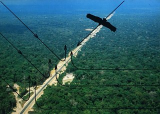 Rodovia Transamazônica. Da série Brazilian Birds, in Brazil Today, Ediçāo de Autor, Sāo Paulo, 1977. Impressāo digital; dimensões variáveis.