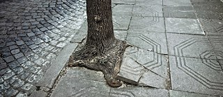 Vera Mlechevska_Cruel Nature