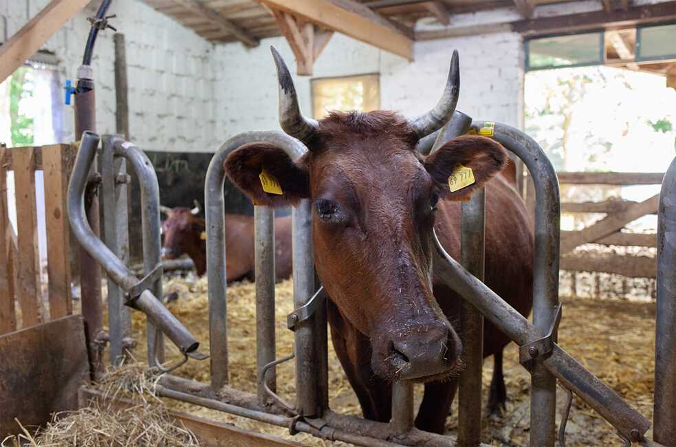 Die Gemeinschaft strebt weitgehende Selbstversorgung an – dazu gehört Viehzucht ebenso wie ein eigenes Abwassersystem. Die erwirtschafteten Produkte verkaufen sie unter anderem an die Bewohner der umliegenden Dörfer. Insgesamt 20 Genossenschaftsmitglieder sowie einige Angestellte finden so Arbeit auf dem Gut, die anderen arbeiten auswärts.
