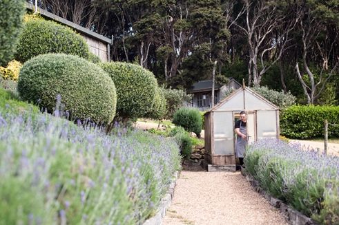 A lot of produce is grown on the grounds at Mudbrick and chef Logan Coath collects microgreens from one of the greenhouses on site
