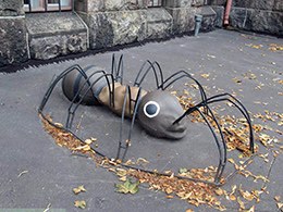 Ameise © Foto: Jochen Schmidt Ameise