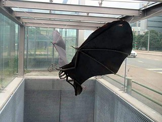 Fledermaus © Foto: Jochen Schmidt Fledermaus