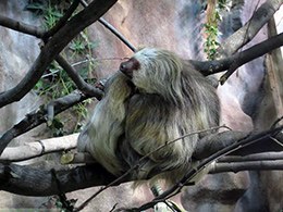 Faultier © Foto: Jochen Schmidt Faultier