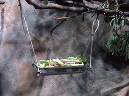 Futterschaukel © Foto: Jochen Schmidt Futterschaukel