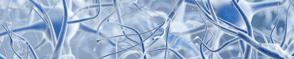 Neuronas en el cerebro humano