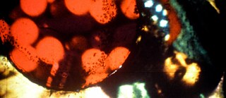 Freeze frame of an artistically stylised moving image collage: a ball with red circles and a man's face