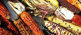 Science Film Festival - Thema 2018: Food revolution