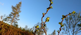 AlkuperäiskanDie Vierte Welt der indigenen Völker ist vielgestaltig.sojen neljäs maailma on monimuotoinen