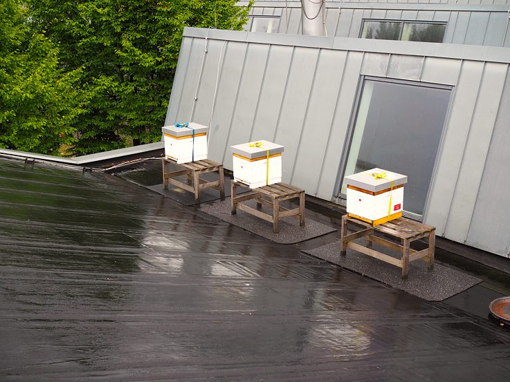 Beehives on the roof of Tim Mälzer's "Bullerei" restaurant, 2
