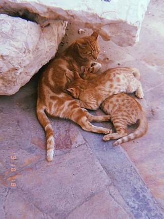 Auch hier wieder gab es supersüße Katzen