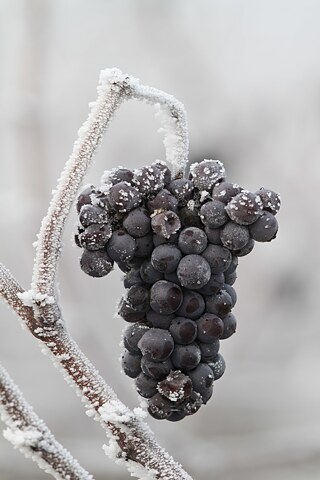 Eiswein  &copy; © mathiasrehm - Fotolia.com Eiswein