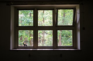 Vue sur les bois depuis la maison-atelier.