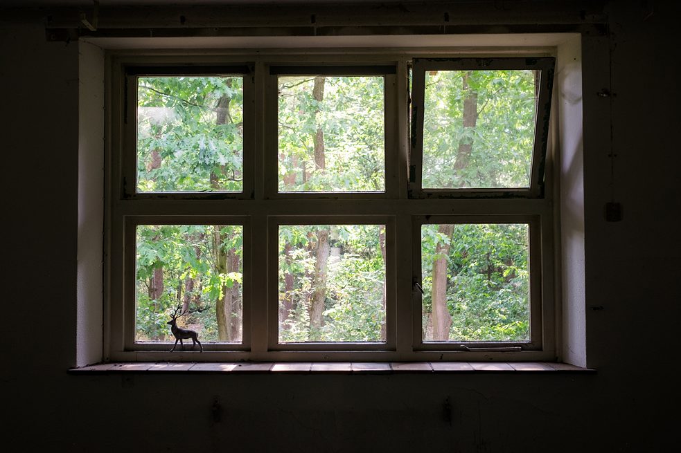 Vue sur les bois depuis la maison-atelier.