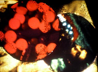 SODOM002 – Luther Price, SODOM, 1989