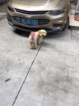 Ein pink-gelber Pudel mitten auf der Straße