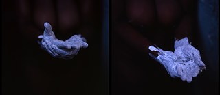 Rethinking the aesthetics of the colony