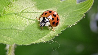 Science Film Festival - Winner Ecofilmprize 2017: Bugs – Nature's Little Superheroes