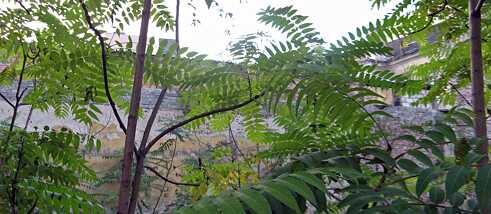 Ailanthus altissima