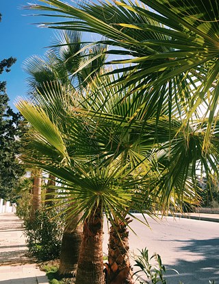 Weihnachten unter Palmen