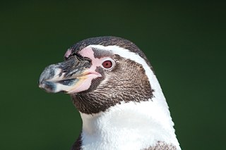 Der Humboldt Pinguin